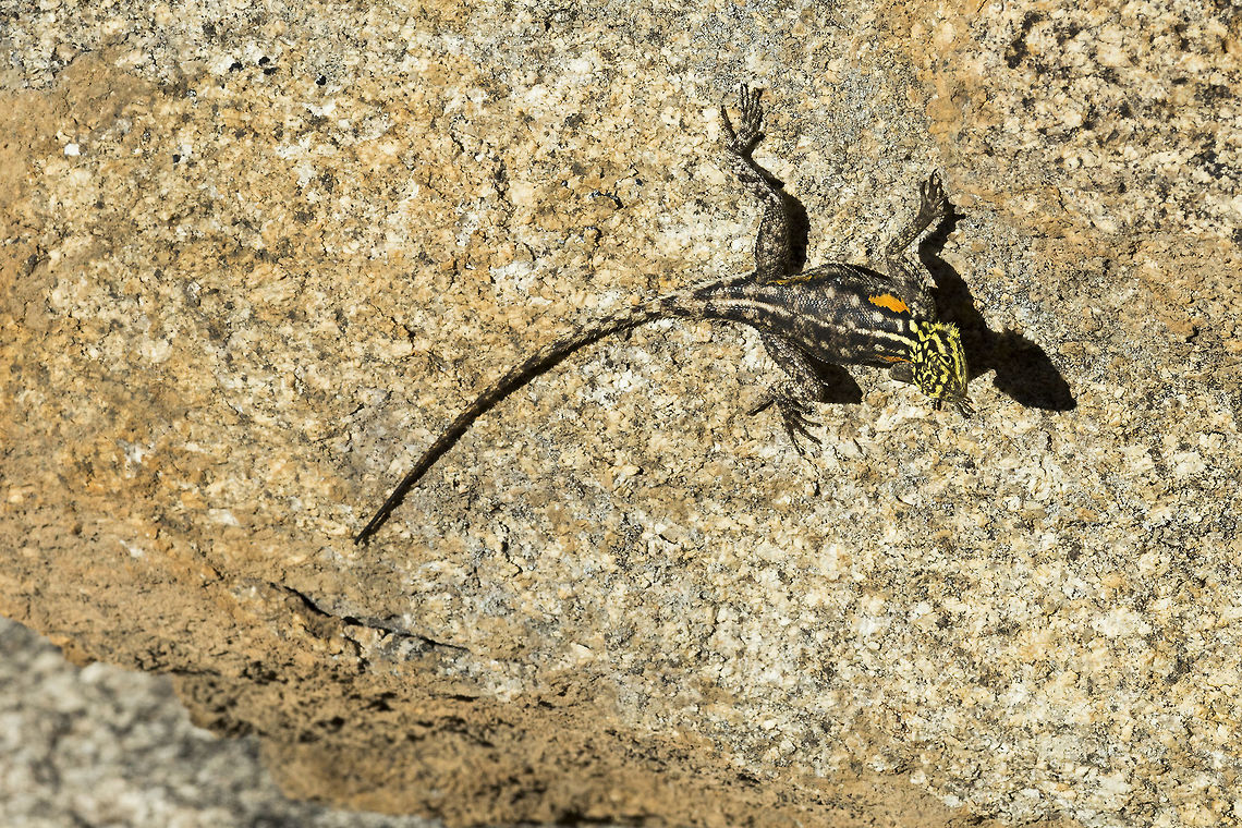 namibian_rock_agama_female A female in full breeding colour Agama planiceps,Geotagged,Namib rock agama,Namibia