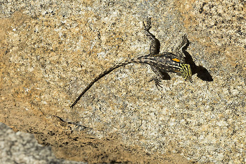 namibian_rock_agama_female A female in full breeding colour Agama planiceps,Geotagged,Namib rock agama,Namibia