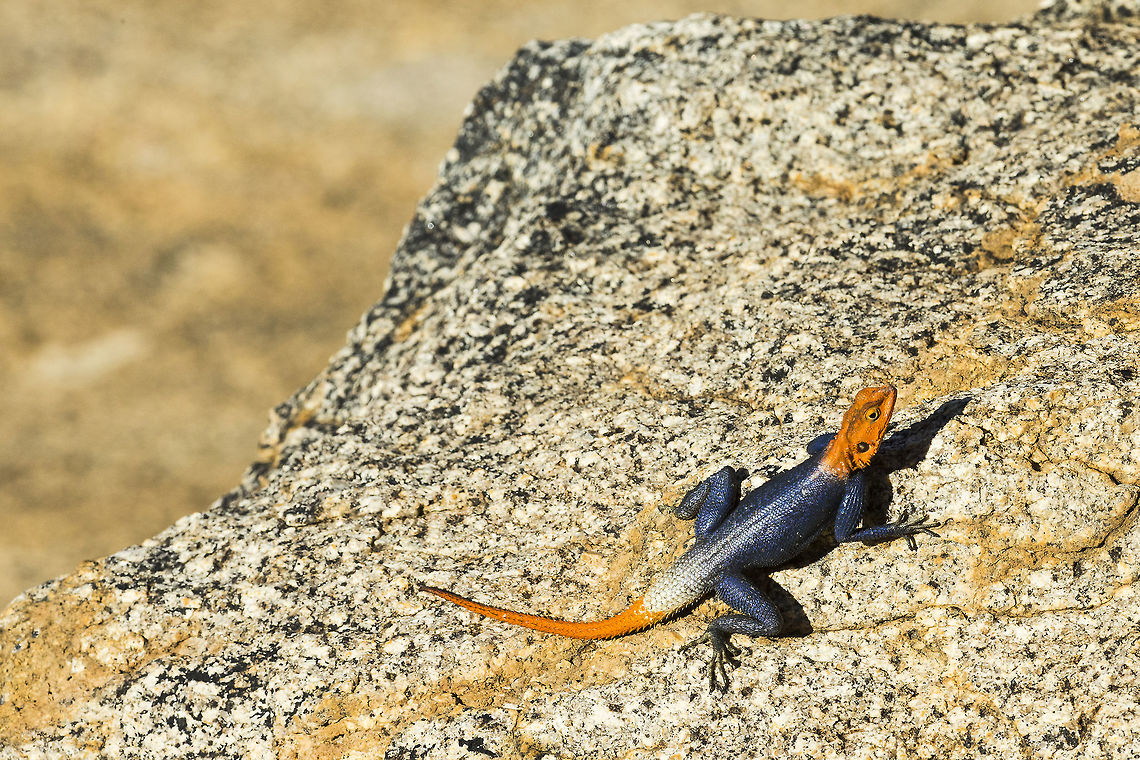 namibian_rock_agama_crop A male inbreeding colours Agama planiceps,Geotagged,Namib rock agama,Namibia