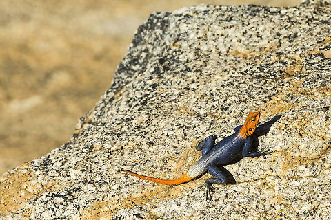 namibian_rock_agama_crop A male inbreeding colours Agama planiceps,Geotagged,Namib rock agama,Namibia