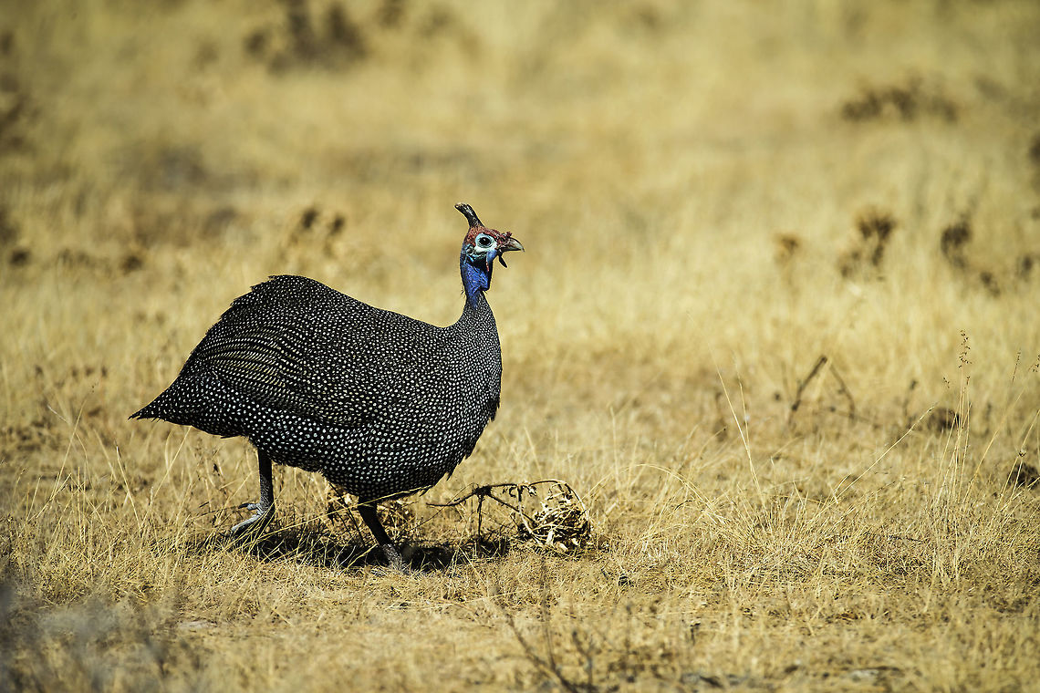 Helmeted Guineau Fowl, Namibia  Geotagged,Helmeted Guineafowl,Namibia,Numida meleagris