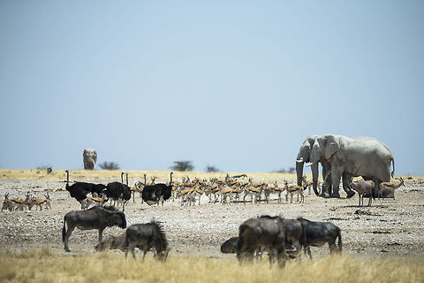 Nebrowni waterhole, Namibia A popular waterhole in Etosha NP, pick your species! African bush elephant,Geotagged,Loxodonta africana,Namibia,Spring