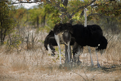 Chicks in the shade, Namibia Very hot day and this Ostrich pair were shading their chicks. I think I can see 5 - how many can you see at the base of the tree? Geotagged,Namibia,Ostrich,Spring,Struthio camelus