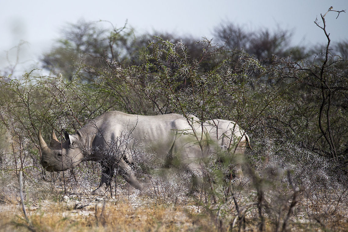 White rhino, Namibia White rhino in thorn scrub, Etosha NP Namibia Ceratotherium simum,Geotagged,Namibia,White rhinoceros