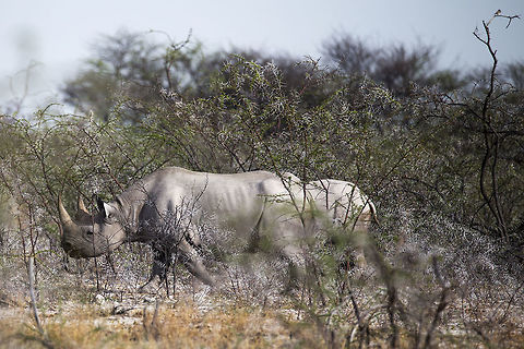 White rhino, Namibia White rhino in thorn scrub, Etosha NP Namibia Ceratotherium simum,Geotagged,Namibia,White rhinoceros