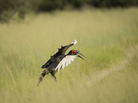 Take off the Southern Ground Hornbill These birds just seem to drift away when you watch them. Vey nice to catch one showing the white wing tips the you'd never know were there until they take flight. Bucorvus leadbeateri,Southern Ground Hornbill