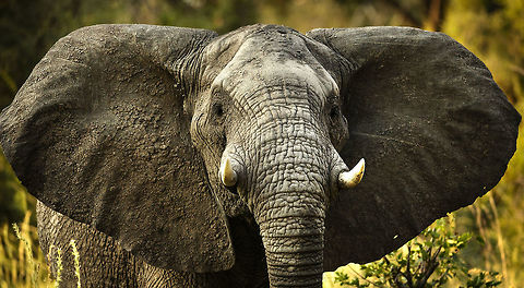 Young Bull This young bull was showing off by playing back marker to a breeding herd in the delta. African bush elephant,Botswana,Geotagged,Loxodonta africana