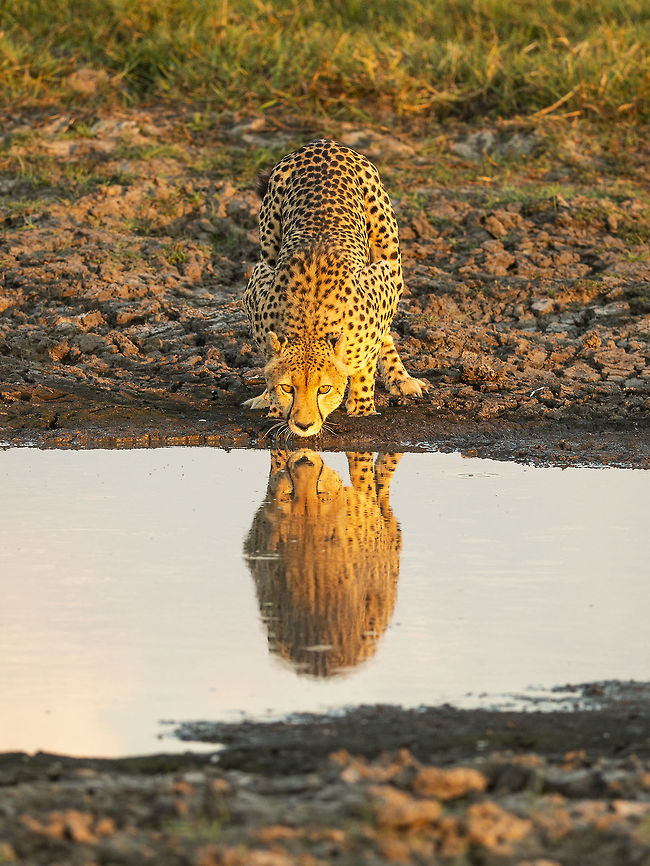 Cheetah at Waterhole Lovely watching this cheetah drinking in the golden hour, we were shortly joined by a leopard and a hyena. This cat, we were told, had held his territory for 5 years and showed his awareness as he slunk away through some dry channels whilst his enemies remained totally unaware. Acinonyx jubatus,Botswana,Cheetah,Geotagged
