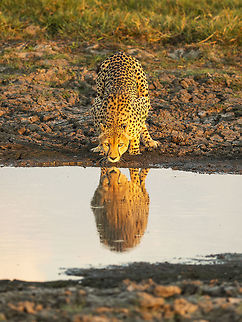 Cheetah at Waterhole Lovely watching this cheetah drinking in the golden hour, we were shortly joined by a leopard and a hyena. This cat, we were told, had held his territory for 5 years and showed his awareness as he slunk away through some dry channels whilst his enemies remained totally unaware. Acinonyx jubatus,Botswana,Cheetah,Geotagged