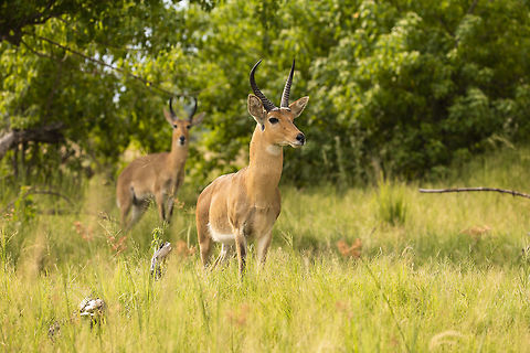 reedbuck A lot of bush first left many reedbuck sticking to their island territories int the defat, after very poor wins leftest t he flood plains very dry and bush fires broke out. Botswana,Geotagged,Redunca arundinum,Southern reedbuck,Summer,Tokyo