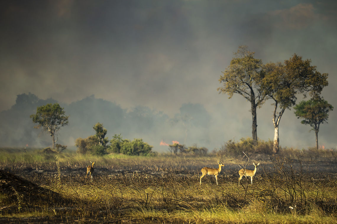 Reedbuck and fire  Botswana,Geotagged,Redunca arundinum,Southern reedbuck,Summer