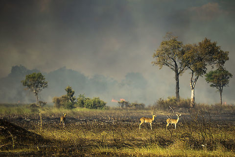Reedbuck and fire Botswana,Geotagged,Redunca arundinum,Southern reedbuck,Summer