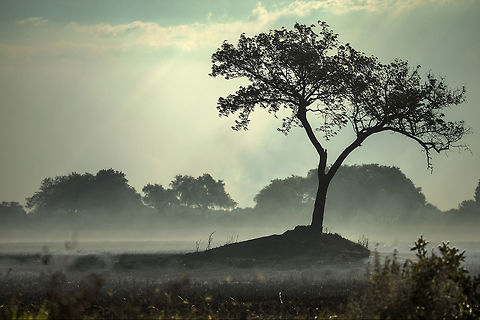 Fire on the flood plain The fires were quick and (relatively) cool, leaving behind islands of un-scorched grass and trees Botswana,Natural events,Tokyo