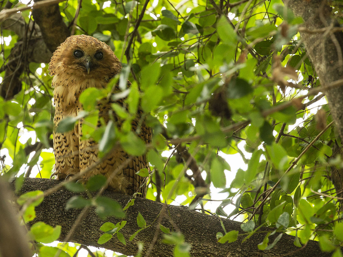 Pells fishing owl So lucky to find the Pills fishing owl - twice! This one was on the edge of the Okavango delta. Botswana,Geotagged,Scotopelia peli,pells fishing owl