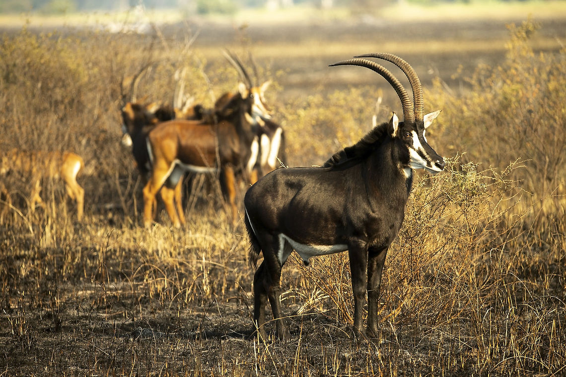 sable A small group of sable found wandering across burnt areas of flood plain. Botswana,Geotagged,Hippotragus niger,Sable antelope,Summer,Tokyo