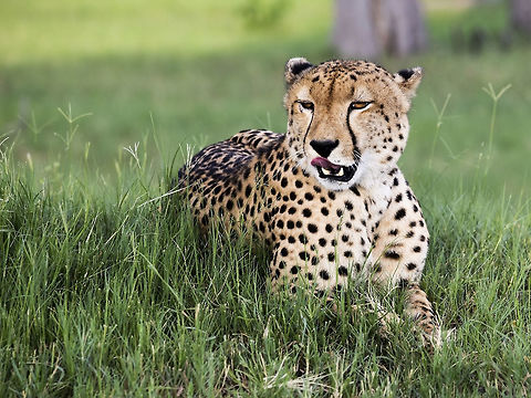 Mmmm impala starting to look around for the evening hunt Acinonyx jubatus,Botswana,Cheetah,Geotagged