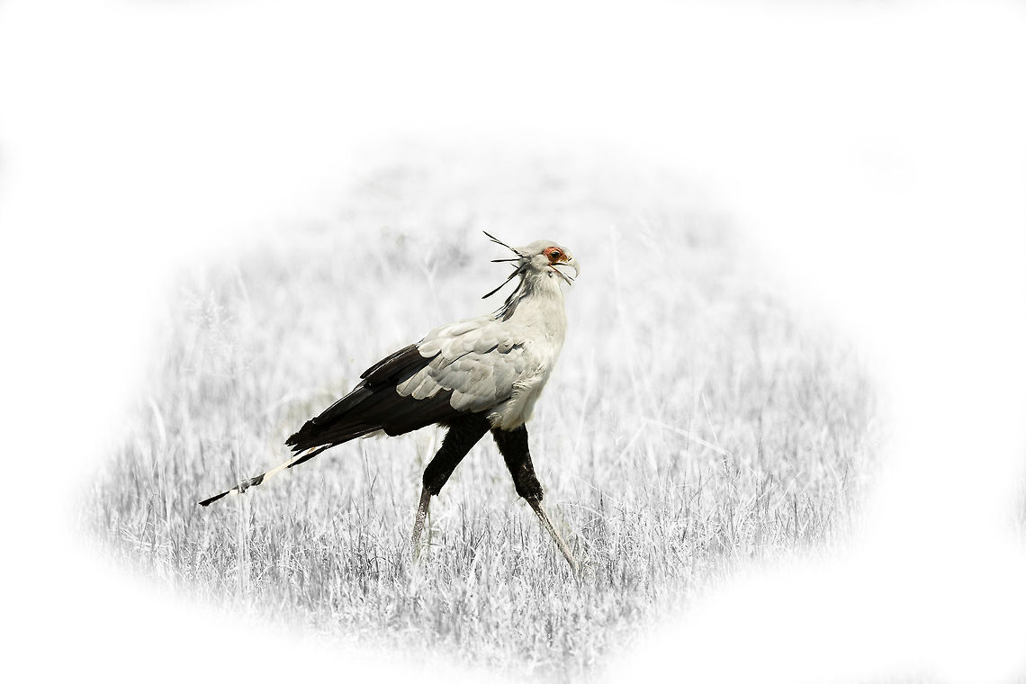 sectetary_bird Just playing, hope you like it. Botswana,Geotagged,Sagittarius serpentarius,Secretary Bird,Summer,Tokyo