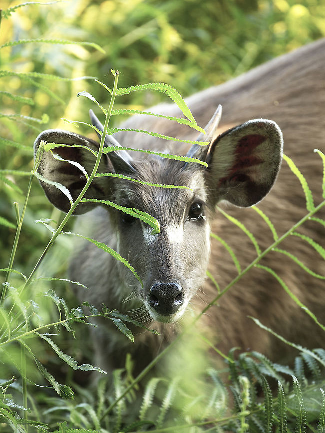 sitatunga The elusive sitatunga, sometimes referred to as the marsh kudu. This one's a juvenile male. Botswana,Geotagged,Sitatunga,Tragelaphus spekii
