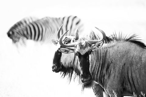 wildebeest One of the common species pairings - wildebeest and zebra. It has been said that the species compliment each other, like baboon and impala, because the zebra have great eyesight whilst the wildebeest bring a sensitive nose to the party. Recent work by Nairobi University has shown that grazing equines and bovines together increases the weight gain of both. This is thought to be because the equines will graze/browse on coarser vegetation leaving the finer herbs for the bovines. Blue wildebeest,Botswana,Connochaetes taurinus,Geotagged,Summer,Tokyo
