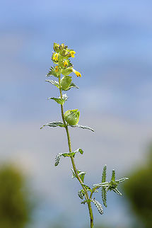yellow_rattle  Geotagged,Rhinanthus minor,Spring,United Kingdom,Yellow rattle