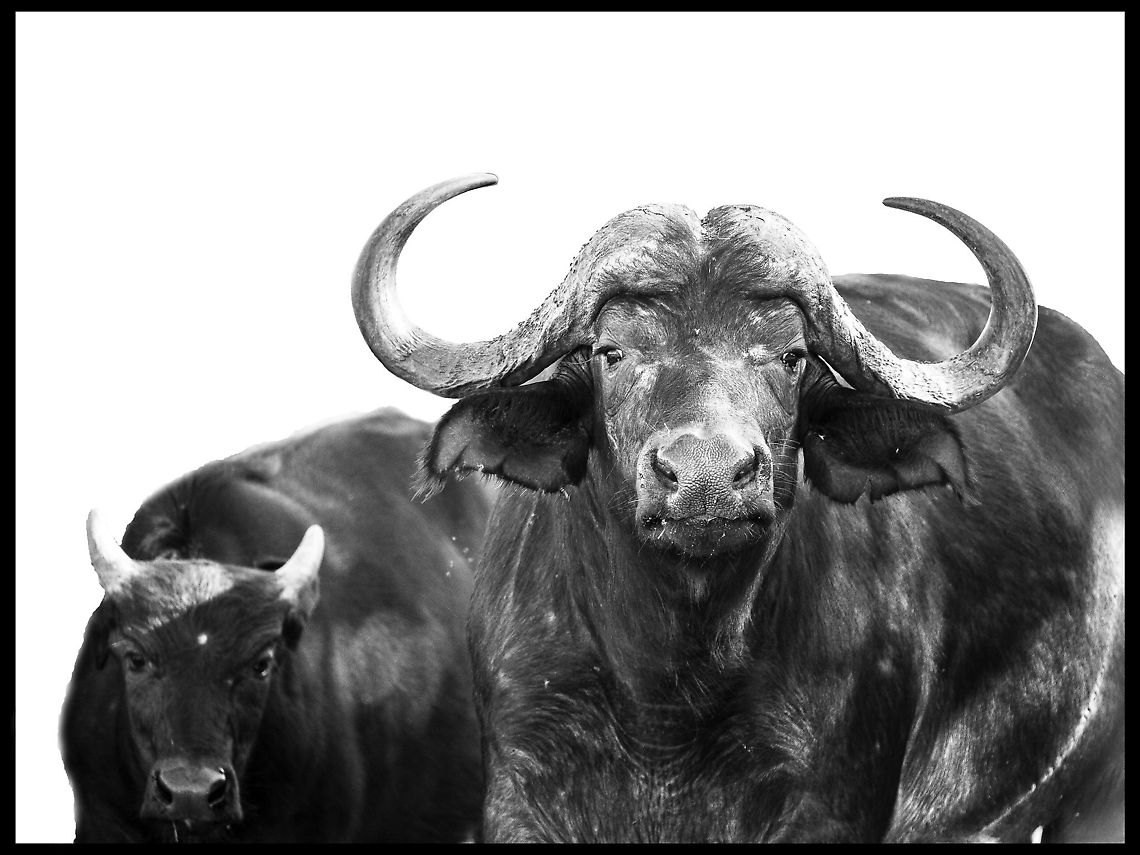 Cape buffalo Mother and calf from a huge herd of at least 800 African buffalo,Botswana,Geotagged,Syncerus caffer