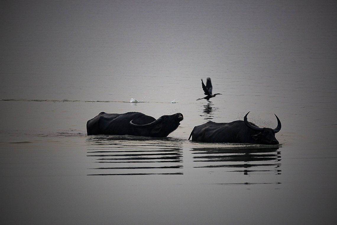 wild_water_buffalo A pair of wild water buffalo living up to their name, with an Indian darter in the background, in Kaziranga NP Bubalus arnee,Geotagged,India,Wild water buffalo,Winter,horns,water