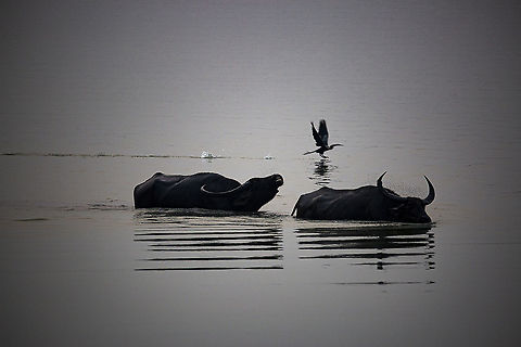 wild_water_buffalo A pair of wild water buffalo living up to their name, with an Indian darter in the background, in Kaziranga NP Bubalus arnee,Geotagged,India,Wild water buffalo,Winter,horns,water
