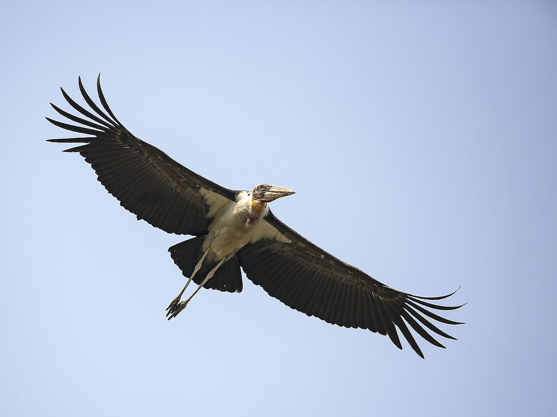 adjudant_stork_2  Geotagged,India,Leptoptilos dubius,greater adjutant