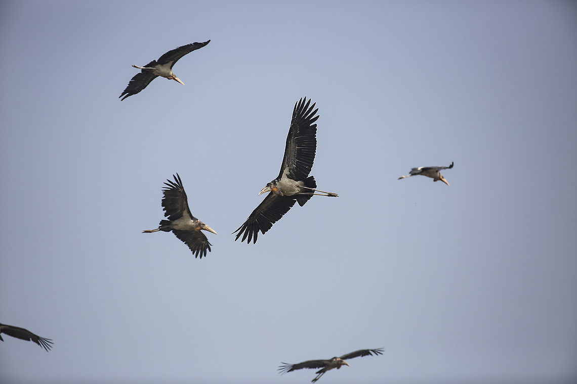 adjudant_storks  Geotagged,India,Leptoptilos dubius,Winter,greater adjutant