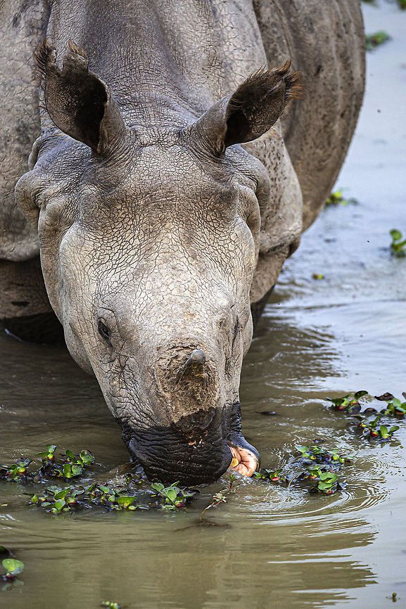 eastern_one_horned_rhino Lucky to get so close to these naturally aggressive animals. This, rather elderly example was browsing water hyacinth quite contentedly. Geotagged,India,Indian rhinoceros,Rhinoceros unicornis,Winter