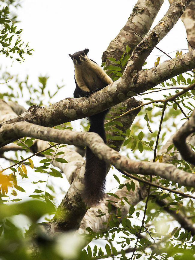 malayan_giant_squirrel  Black giant squirrel,Geotagged,India,Ratufa bicolor