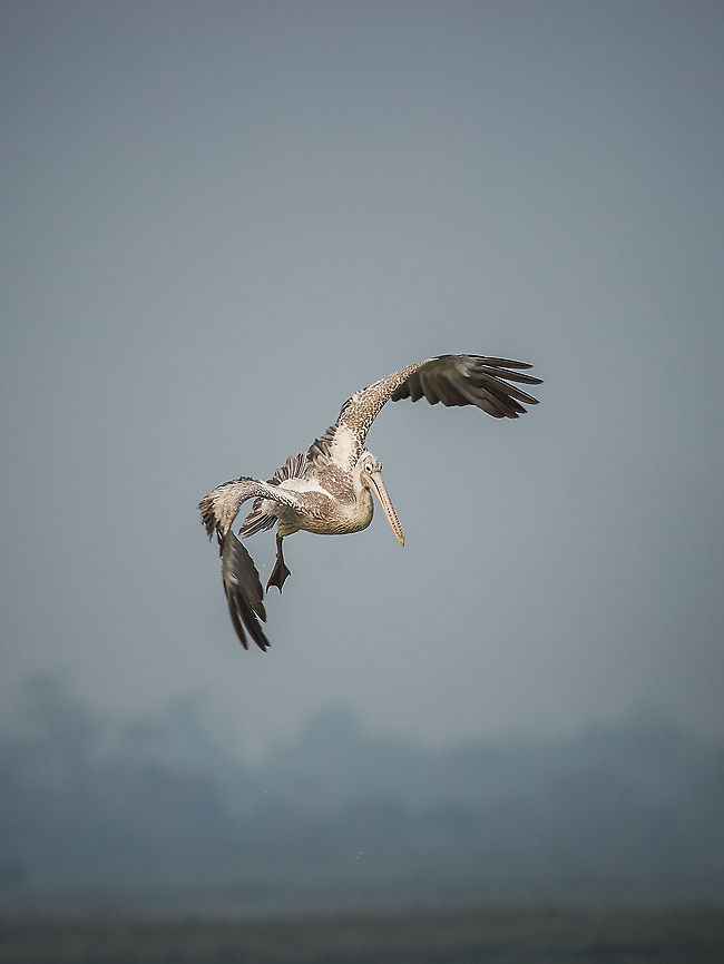 spot-billed_pelican  Geotagged,India,Pelecanus philippensis,Spot-billed pelican