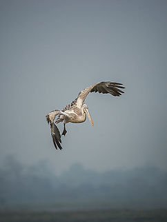 spot-billed_pelican  Geotagged,India,Pelecanus philippensis,Spot-billed pelican
