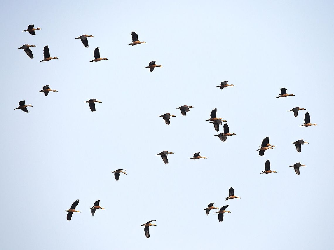 ruddy_shellduck I&#039;ve got these as ruddy shelduck, or Brahminy duck - but not completely sure so any correction welcomed! Geotagged,India,Ruddy Shelduck,Tadorna ferruginea