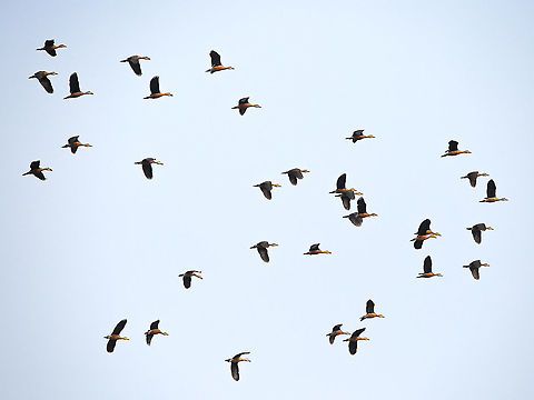 ruddy_shellduck I've got these as ruddy shelduck, or Brahminy duck - but not completely sure so any correction welcomed! Geotagged,India,Ruddy Shelduck,Tadorna ferruginea