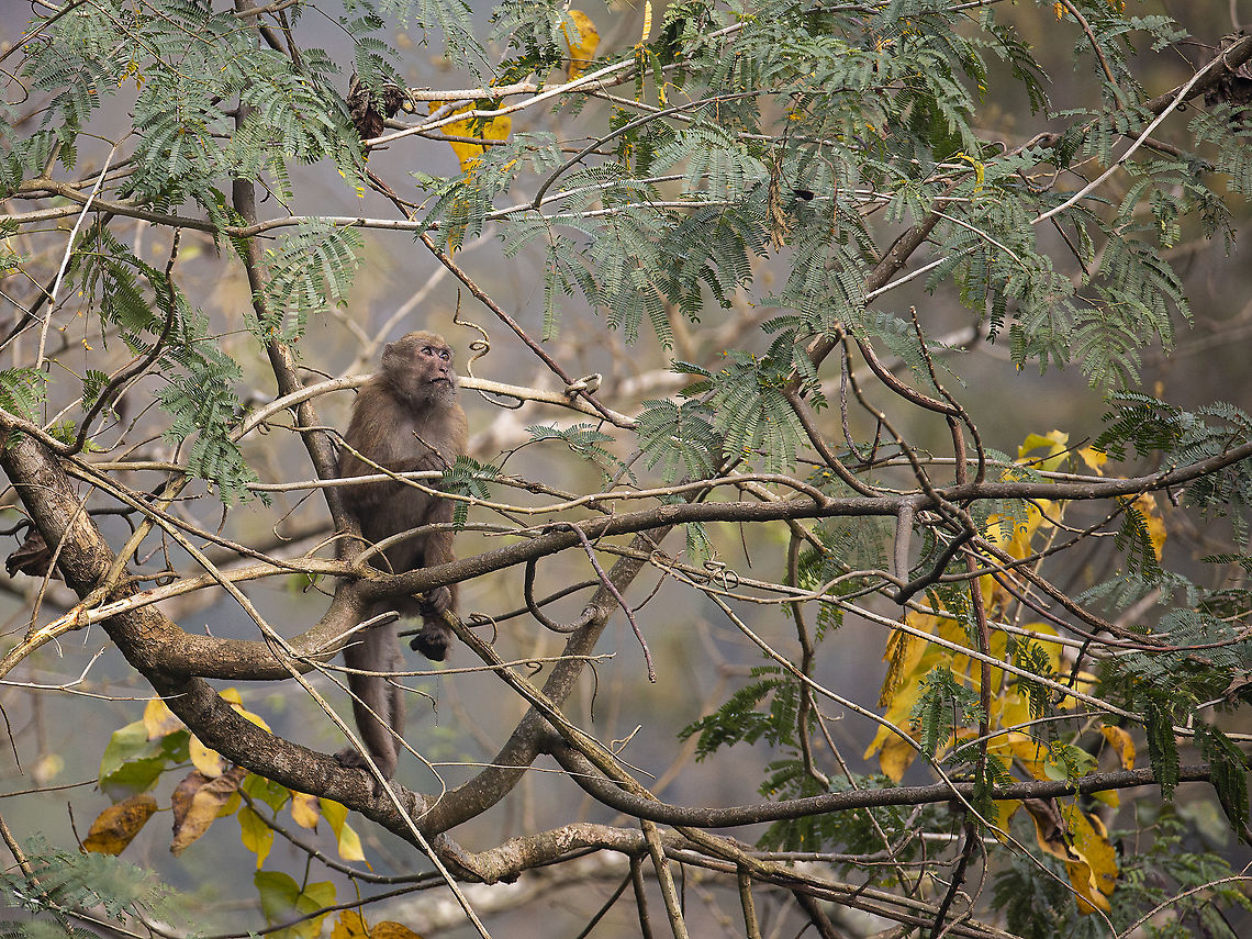 Assamese Macaque Alpha Male  Assam macaque,Geotagged,India,Macaca assamensis