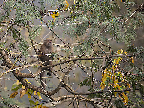Assam macaque