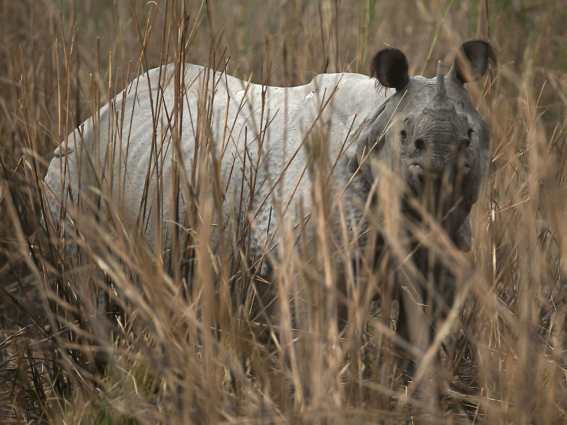 One Horned Rhino in the reeds  Geotagged,India,Indian rhinoceros,Rhinoceros unicornis