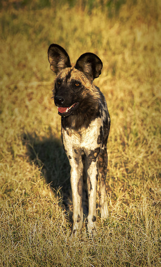 wild_dog This could be the same animal as my previous image, it&#039;s a few years old now. African wild dog,Botswana,Geotagged,Lycaon pictus