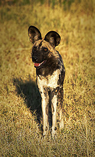 wild_dog This could be the same animal as my previous image, it's a few years old now. African wild dog,Botswana,Geotagged,Lycaon pictus