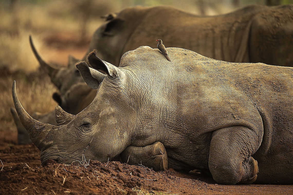 w_rhino_snoozing  A small group of White Rhino snoozing in Swaziland (as was, now Eswatini). Ceratotherium simum simum,Eswatini,Geotagged,Southern white rhinoceros,Spring