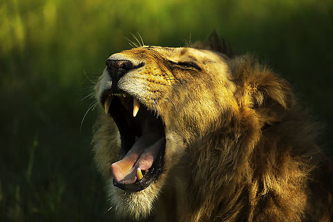 lion_yawn Time for his afternoon nap Botswana,Geotagged,Lion,Panthera leo,Summer,Tokyo