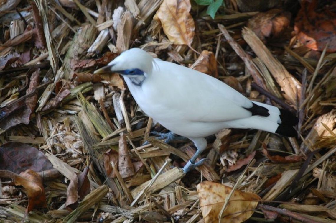 FRIENDLY BIRD AT CLEVELAND ZOO  Bali myna,Cleveland Metroparks Zoo,Leucopsar rothschildi,Zoo