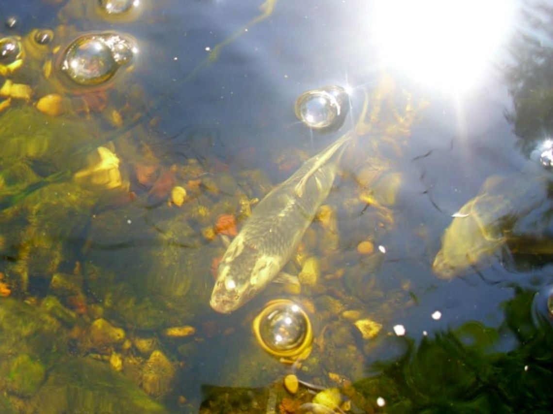 KOI POND  Common carp,Cyprinus carpio