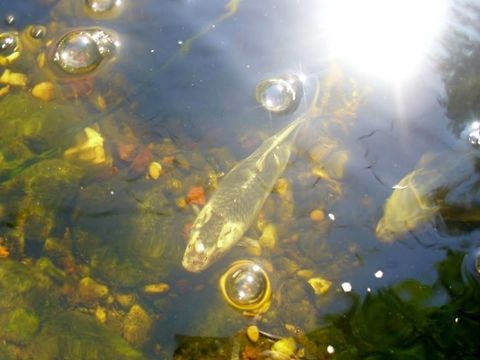 KOI POND  Common carp,Cyprinus carpio