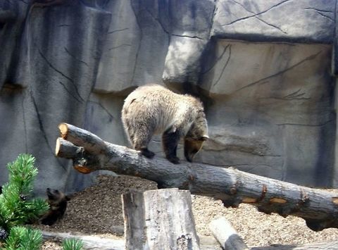 PLAYFUL BROWN BEAR  Brown bear,Ursus arctos