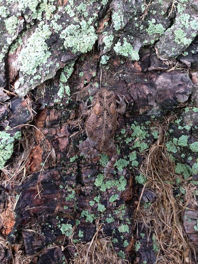 TOAD ON A TREE  American toad,Anaxyrus americanus,Bufo americanus