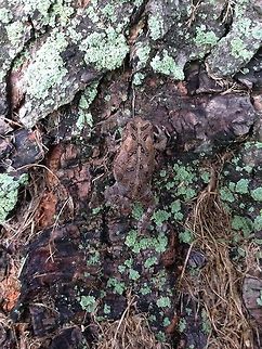 TOAD ON A TREE  American toad,Anaxyrus americanus,Bufo americanus