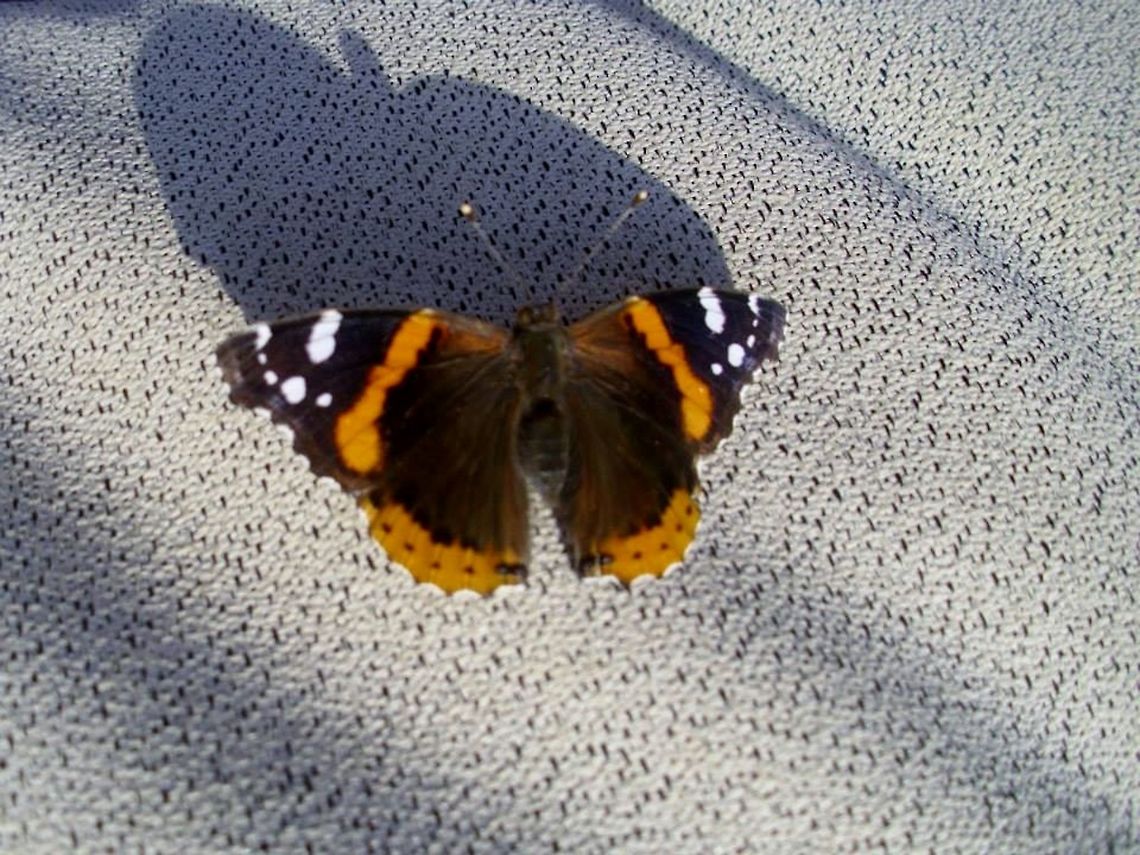 BEAUTIFUL  Red Admiral,Vanessa atalanta