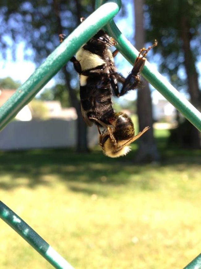 Bee Season